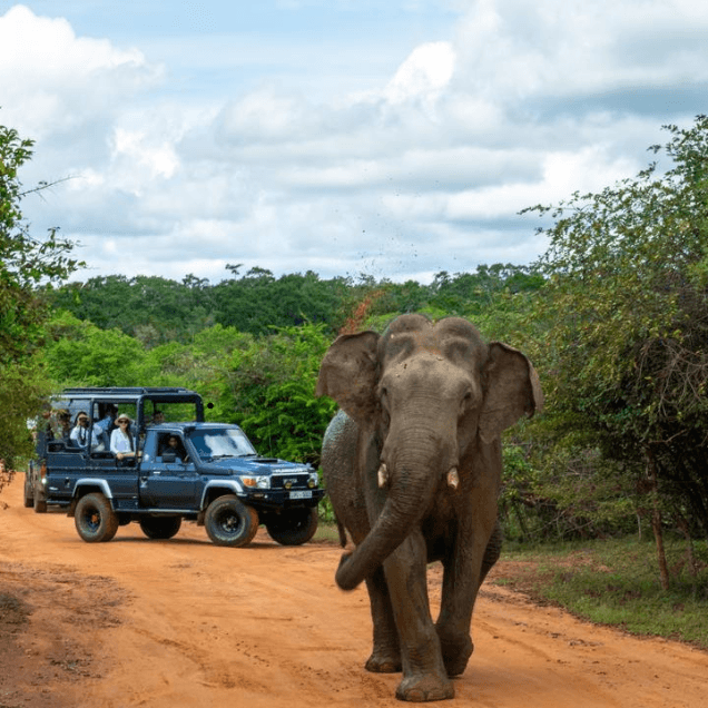 Yala National Park – Sri Lanka’s Ultimate Wildlife Safari