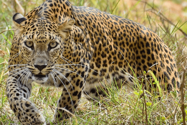 yala sri lanka