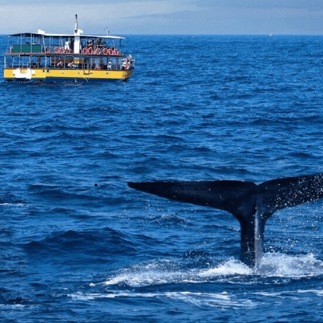 Mirissa – Sri Lanka’s Tropical Paradise