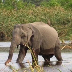 Minneriya National Park – Home of the World-Famous Elephant Gathering