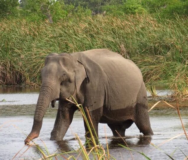 Minneriya National Park – Home of the World-Famous Elephant Gathering