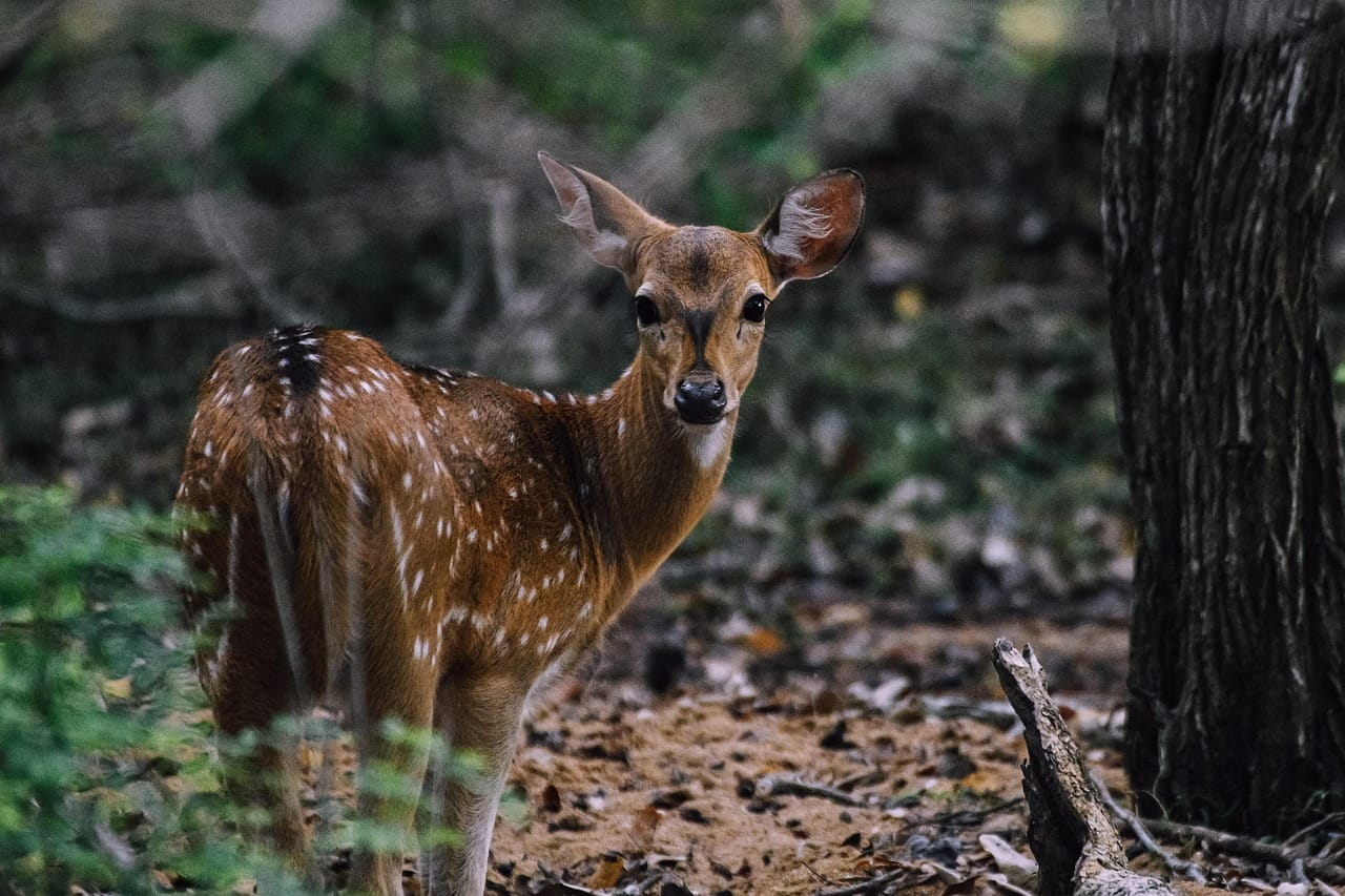 deer-5812306_1280